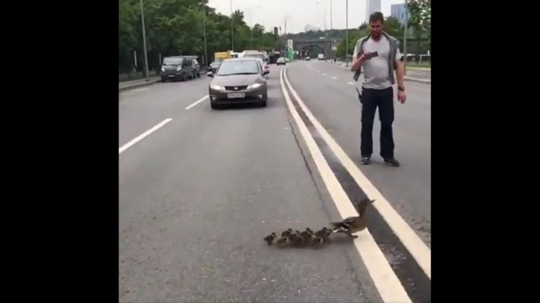 Viral Video Of Ducklings: बदक आणि त्याच्या पिल्लांचा व्हिडिओ सोशल मीडियावर व्हायरल, तुम्ही पाहिलात?