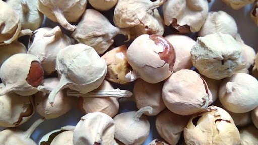 Paneer Ke Phool For Diabetes: मधुमेह पूर्णपणे बरा करण्याचा रामबाण उपाय, पाहा