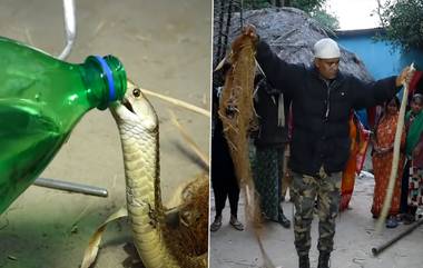 Viral Video: सर्पमित्रानं चक्क King Cobra ला बाटलीतून पाणी पाजून केलं शांत (Watch Video)