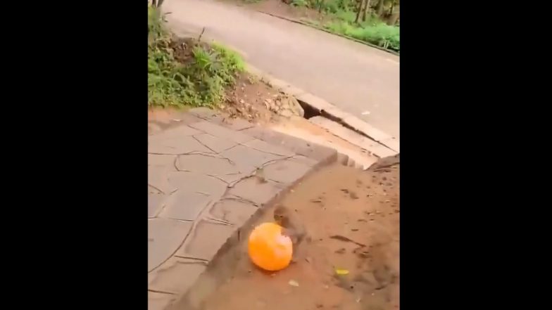 Viral Video: माकडाच्या हाती फुगा, त्याने मारल्या हवेत उड्या; पाहा व्हिडिओ