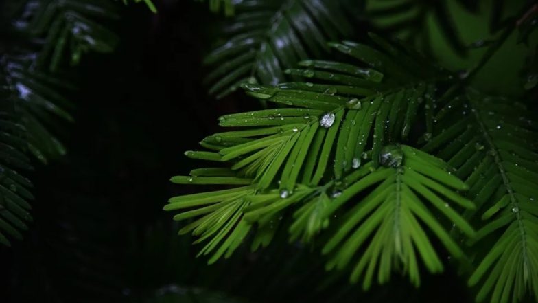 Untimely Rain in Maharashtra: महाराष्ट्रातील विविध जिल्ह्यात अवकाळी पाऊस, शेतीला फटका