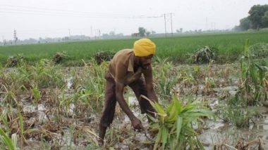 शेतकरी कर्जमाफी हा शेतकऱ्यांच्या संकटावर रामबाण उपाय नाही: रिपोर्ट
