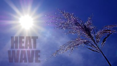 Heatwave In Maharashtra:  विदर्भात 7-11 मे दरम्यान उष्णतेची लाट येण्याची शक्यता