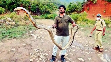 Man Vs Wild! आंध्र प्रदेशात 13 फुट लांबीचा महाकाय किंग कोब्रा आढळला, पाहा फोटो
