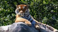 Tiger 'Waghdoh' Dies of Old Age: महाराष्ट्रातील सर्वात वृद्ध वाघ  'वाघडोह' याचा वृद्धापकाळाने मृत्यू