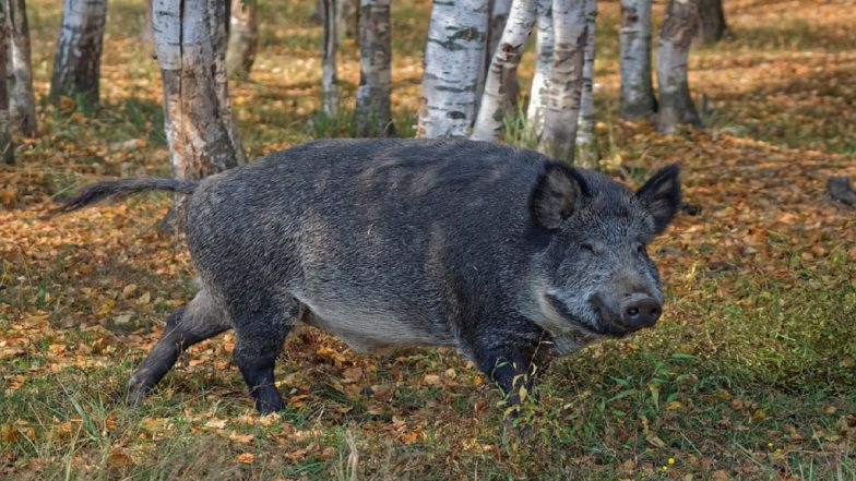 Pig Kidney Transplanted into Humans: डुकराची किडनीचे माणसात प्रत्यारोपण, अमेरिकन डॉक्टरांनी रचला इतिहास