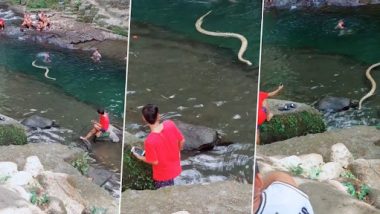 Viral Video: नदीत दगडावर आरामात बसलेला असताना अचानक महाकाय साप पाहून तरूणाची उडाली भंबेरी, पाहा काय केले तरुणाने