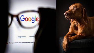 Google च्या प्रश्नाने युजर्सही चक्रावले; जर कुत्र्याने इंटरनेट वापरले तर तो काय सर्च करेन ? अनेकांनी दिली मजेशी उत्तरे,  घ्या जाणून