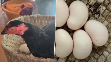 Cashew Shaped Egg: काजूच्या आकाराचे अंडे देणारी कोंबडी बनली सेलिब्रिटी; सेल्फी घेण्यासाठी लोक करत आहेत गर्दी, Watch Video
