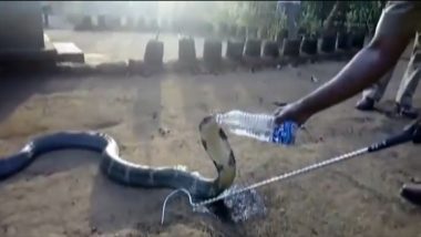 Snakes Drinking Water: सापाला पाजले पाणी, व्हिडिओ सोशल मीडियावर व्हायरल