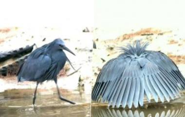 Black Heron Viral Video: काळ्या बगळ्याने चतुराईने लावले मासेमारीसाठी जाळे; व्हायरल व्हिडिओमधील त्याची अटकल पाहून तुम्हीही व्हाल थक्क, Watch