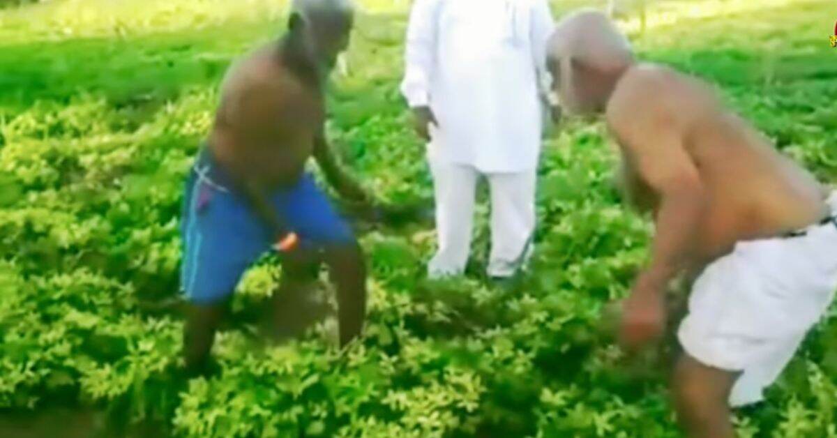 Viral Video: कु्स्ती खेळायला नसतं वय! शेतात कुस्ती खेळणाऱ्या दोन वृद्धांचा व्हिडिओ व्हायरल
