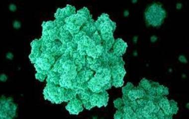 Norovirus in Kerala: केरळमध्ये नोरोव्हायरसच्या 2 रुग्णांची नोंद; नोरोव्हायरस म्हणजे काय? कारणे, लक्षणे आणि उपाय जाणून घ्या