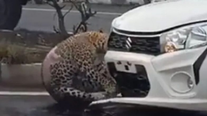 Viral Video: व्यस्त महामार्गावर बिबट्याला कारची धडक, गंभीर जखमी; वन्यजीवांबद्दल सरकार उदासीन? (Watch)