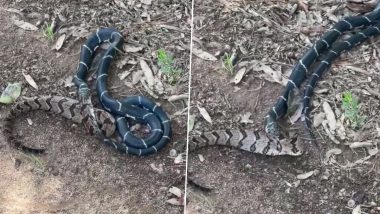 Viral Video: किंगस्नेकने एका झटक्यात गिळला विषारी साप; व्हिडिओ सोशल मीडियावर व्हायरल