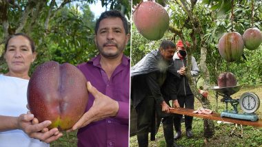World's Heaviest Mango: कोलंबियाच्या दोन शेतकऱ्यांनी पिकवला  4.25 किलोग्रॅम वजनाचा भलामोठा आंबा, जगातील सर्वात वजनदार आंबा म्हणून गिनीज बुक ऑफ वर्ल्ड रेकॉर्डमध्ये नोंद, पाहा फोटो