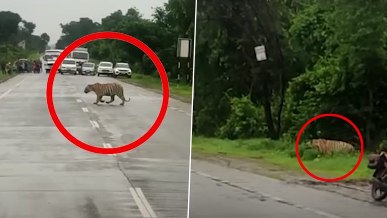 Chandrapur: सायगाट परिसरातील जंगलात वाघोबाला जाण्यासाठी थांबविण्यात आले महामार्गावरील ट्रॅफिक (Watch Video)