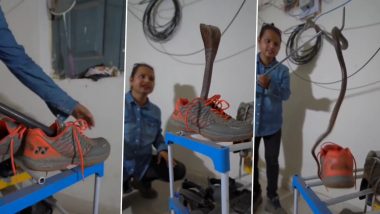 Viral Video: धक्कादायक! बुटाच्या आत लपला होता साप, व्हिडिओ सोशल मीडियावर व्हायरल