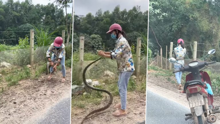 Snake Rescue Viral Video: सापाला पकडून सुरक्षित सुटका करणार्‍या तरूणीचा व्हिडिओ सोशल मीडीयात वायरल (Watch Video)