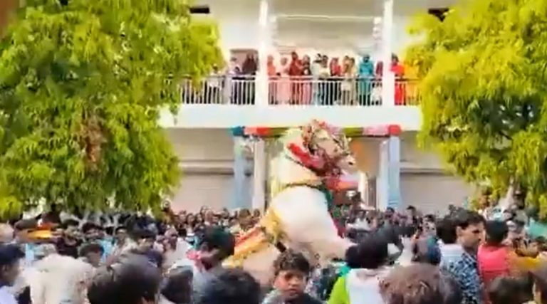 Viral Video: लग्नाच्या वरातीमध्ये DJ च्या गाण्यांमुळे घोडा झाला बेभान; 12 वऱ्हाडी जखमी (Watch)