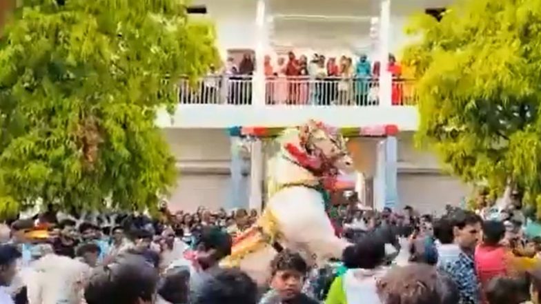 Viral Video: लग्नाच्या वरातीमध्ये DJ च्या गाण्यांमुळे घोडा झाला बेभान; 12 वऱ्हाडी जखमी (Watch)