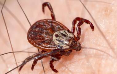 Congo Hemorrhagic Fever: काँगो फिव्हरचे तापाचा धोका, स्पेनमध्ये आढळला एक रुग्ण, जाणून घ्या या आजाराची लक्षणं