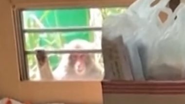 Monkey Terror in Yamaguchi City: जपानमधील यामागुची शहरात माकडांची दहशत, मुलांना पळवणे, हल्ला करण्यासारख्या उच्छादांनी नागरिक त्रस्त (पाहा व्हिडिओ)
