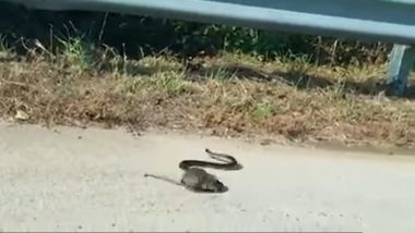 Mouse Fight a Snake: उंदराला घाबरला साप, जीव वाचवण्यासाठी भक्ष्य सोडून घुसला झुडपात