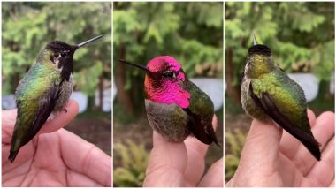 Rainbow & Sparrow: रगं बदलणारी 'सप्तरंगी' चिमणी, जणू आभाळातले इंद्रधनुष्य; पाहा व्हायरल व्हिडिओ