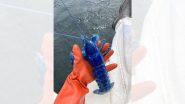 पोर्टलँडमध्ये Blue Lobster समुद्रकिनार्यावर पकडला गेला, फोटो सोशल मीडियावर व्हायरल