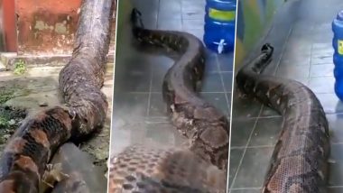 Giant Python शिरला घरात, भलामोठा अजगर पाहून अंगावर येईल काटा, पूर्वी कधीही पहिला नसेल इतका मोठा अजगर, पाहा व्हिडीओ