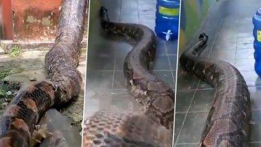 Giant Python शिरला घरात, भलामोठा अजगर पाहून अंगावर येईल काटा, पूर्वी कधीही पहिला नसेल इतका मोठा अजगर, पाहा व्हिडीओ