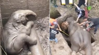 Thailand: Baby elephant पडले खड्यात, आईने जे केले ते पाहून डोळ्यात येईल पाणी, पाहा व्हिडीओ