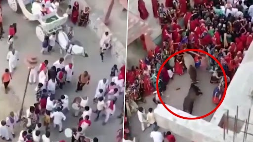 Bull Fight: दोन बैल भांडण करत घुसले ध्वजारोहणाच्या कार्यक्रमात, बैलांची आक्रमकता पाहून नागरिकांनी काय केले, पाहा