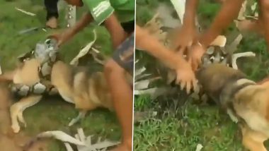 Viral Video: कुत्र्याला अजगराच्या विळख्यातून सोडवण्यासाठी चिमूकल्यांची धडपड, बघा काळजाचा ठोका चुकवणारा व्हिडीओ