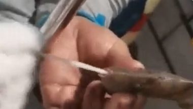 Viral Video: चीनमध्ये अजूनही कोरोनाची दहशत, माशांच्या तोंडातून घेतले जात आहेत कोविडचे नमुने; माशांनाही कोरोनाची लागण होऊ शकते का? जाणून घ्या