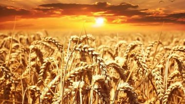 Wheat Import: भारत परदेशातून गहू आयात करणार नाही; केंद्र सरकार म्हणाले, 'आमच्याकडे पुरेशी व्यवस्था आहे'