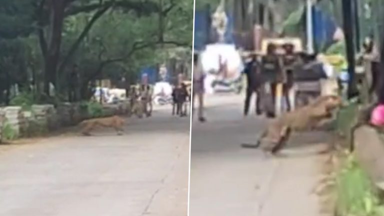 Leopard Rescue Operation in Belgaum: बेळगावात रेस्क्यू ऑपरेशनदरम्यान बिबट्याने पोलीस आणि विन अधिकाऱ्यांना आणलं जेरीस, Watch Video