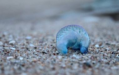 Blue Bottle Jellyfish in Mumbai: मुंबईच्या समुद्रकिनाऱ्यावर 'ब्लू बॉटल जेलीफिश'; पर्यटन आणि गणोश विसर्जनादरम्यान काळजीची आवश्यकता