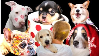 International Dog Day 2022: आंतरराष्ट्रीय श्वान दिन, जाणून घ्या इतिहास आणि महत्त्व