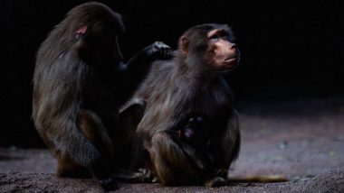 Monkey Sex Toys: माणूसच नव्हे  प्राणीही कामवासना तृप्तीसाठी वापरतात सेक्स टॉय आणि मिळवतात लैंगिक सूख; माकडे काय करतात? घ्या जाणून