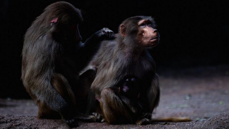 Monkey Sex Toys: माणूसच नव्हे  प्राणीही कामवासना तृप्तीसाठी वापरतात सेक्स टॉय आणि मिळवतात लैंगिक सूख; माकडे काय करतात? घ्या जाणून