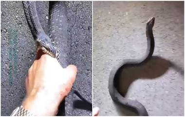 Snake Viral Video: सापासोबत मस्ती, महागात पडली, पाहा काय घडलं नेमकं? पाहा व्हिडिओ