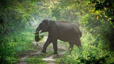 Elephants in Kerala: केरळमध्ये केवळ 448 हत्ती शिल्लक; गेल्या 5 वर्षांत 115 बंदिस्त हत्तींचा मृत्यू