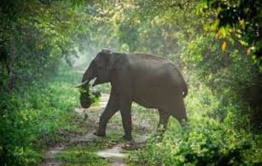 Elephants in Kerala: केरळमध्ये केवळ 448 हत्ती शिल्लक; गेल्या 5 वर्षांत 115 बंदिस्त हत्तींचा मृत्यू