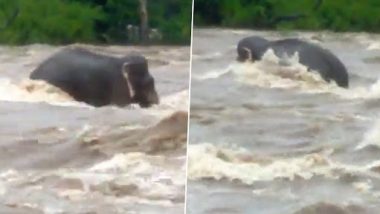 Kerala: पुरात अडकलेल्या हत्तीने स्वतःला वाचवण्यासाठी लढवली अनोखी शक्कल, हत्तीची हटके आयडीया पाहून व्हाल चकित, पाहा व्हिडीओ