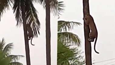 Viral Video: बिबट्यांचे माकड चाळे, थेट नारळाच्या झाडावर चढून घातला धुमाकूळ; पहा थरारक व्हिडीओ