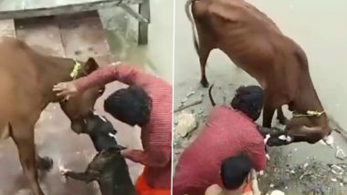 Dog Attack in Kanpur: Pitbull ने गायीवर केला हल्ला; 5 मिनिटे दाबून ठेवला जबडा, Watch Video