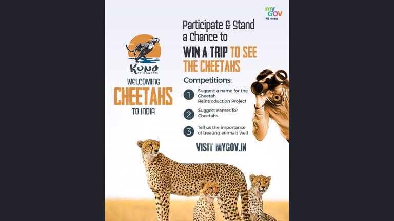 Welcome Cheetah to India: नामेबियातून आणलेल्या चित्त्यांचं बारसं केल्यास कुनो नॅशनल पार्कमध्ये मोफत जंगल सफारीची संधी, भारत सरकारकडून अनोख्या स्पर्धेची घोषणा