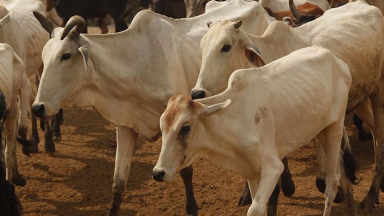 Lumpy Skin Disease: राज्यातील 22 जिल्ह्यांतील 396 गावांमध्ये लम्पी त्वचा रोगाचा प्रादुर्भाव; 56 संक्रमित जनावरांचा मृत्यू